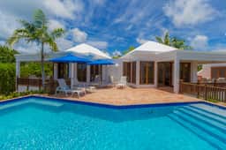 Coconut Palm - Imagen 2