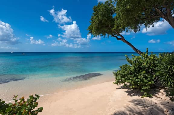Mahogany Bay - Seashells - Imagen 4