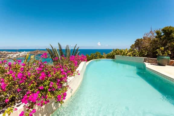 Bougainvillea - Image 2