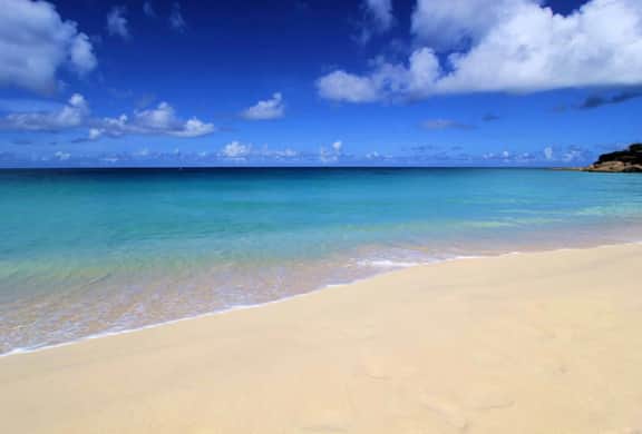 Beach Palm - Image 4
